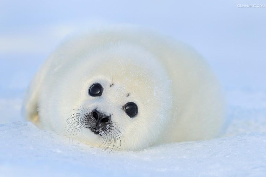  p>竖琴海豹(学名: i>pagophilus groenlandicus /i>)体长1.