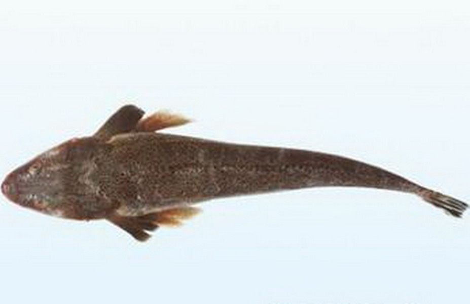  p> b>短鲬, /b> a href="#" data-lemmaid="8074290">学名 /a>: i> 