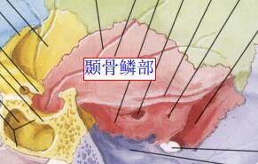 颞鳞_百度百科