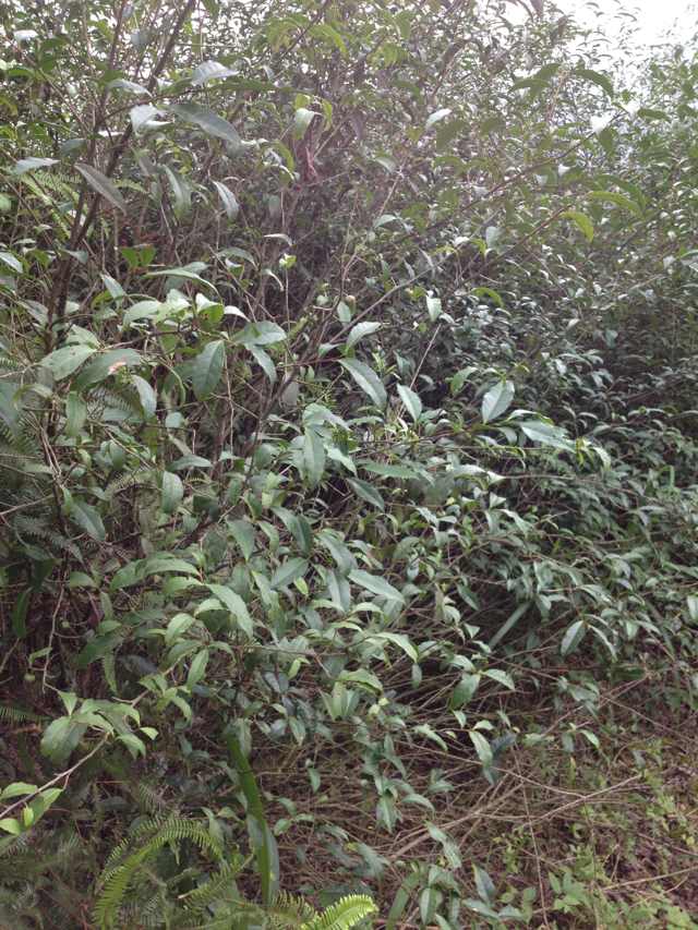 野生茶