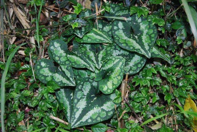  p> a href="#" data-lemmaid="5099935">地花细辛 /a>,别名:大块瓦