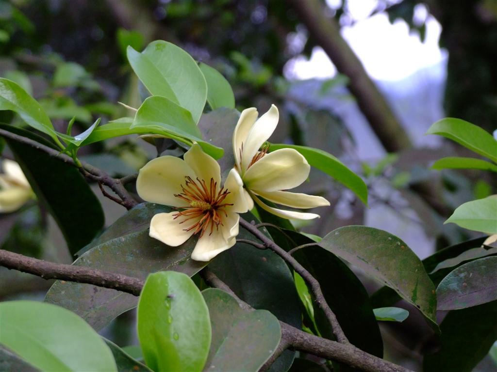  p>乐昌含笑,又名南方白兰花,广东含笑,景烈白兰,景烈含笑.