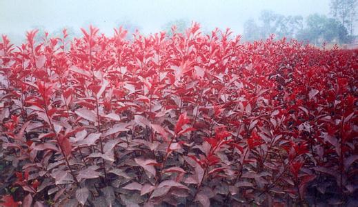  p>紫叶矮樱(学名: i>prunus × cistena  /i>n.e.