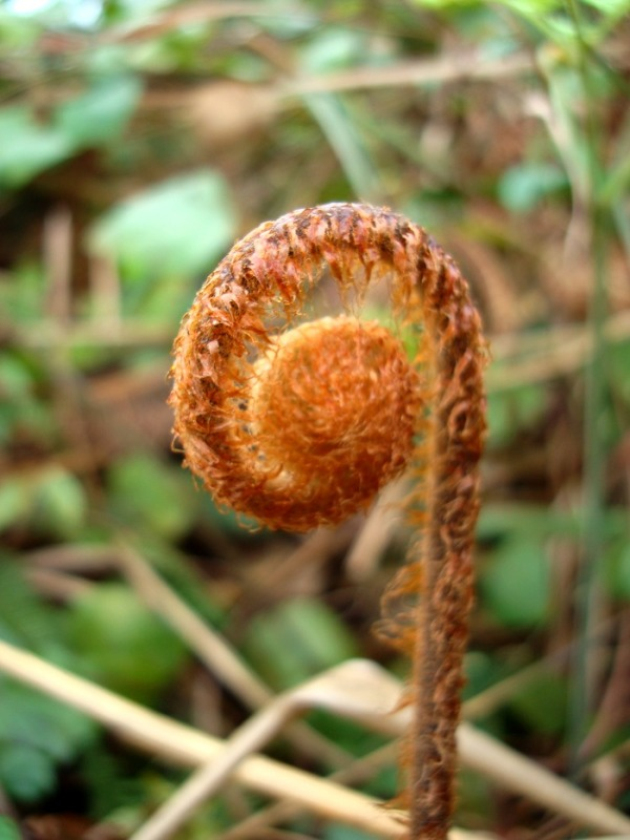  p>竹叶蕨是竹叶蕨科的一种植物. /p>