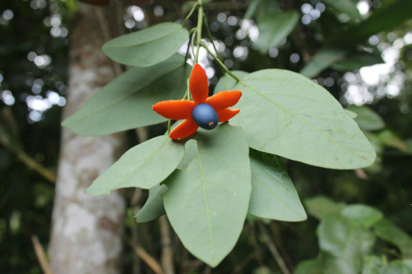  p>赤苍藤(学名: i>erythropalum scandens bl.