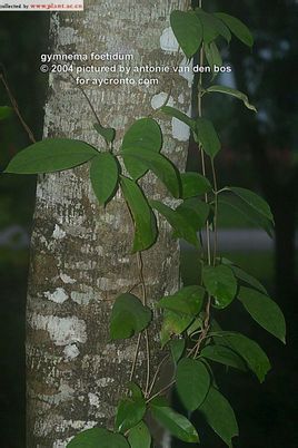 华宁藤/1660152" data-lemmaid="1660152">华宁藤 /a>,别名:化肉藤