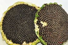 葵花籽 菊科向日葵属植物 百度百科