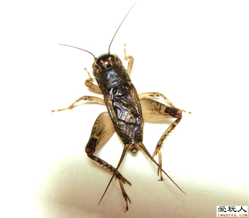  p>蟋蟀(xī shuài)(gryllulus;gryllus) a target="_blank" href="