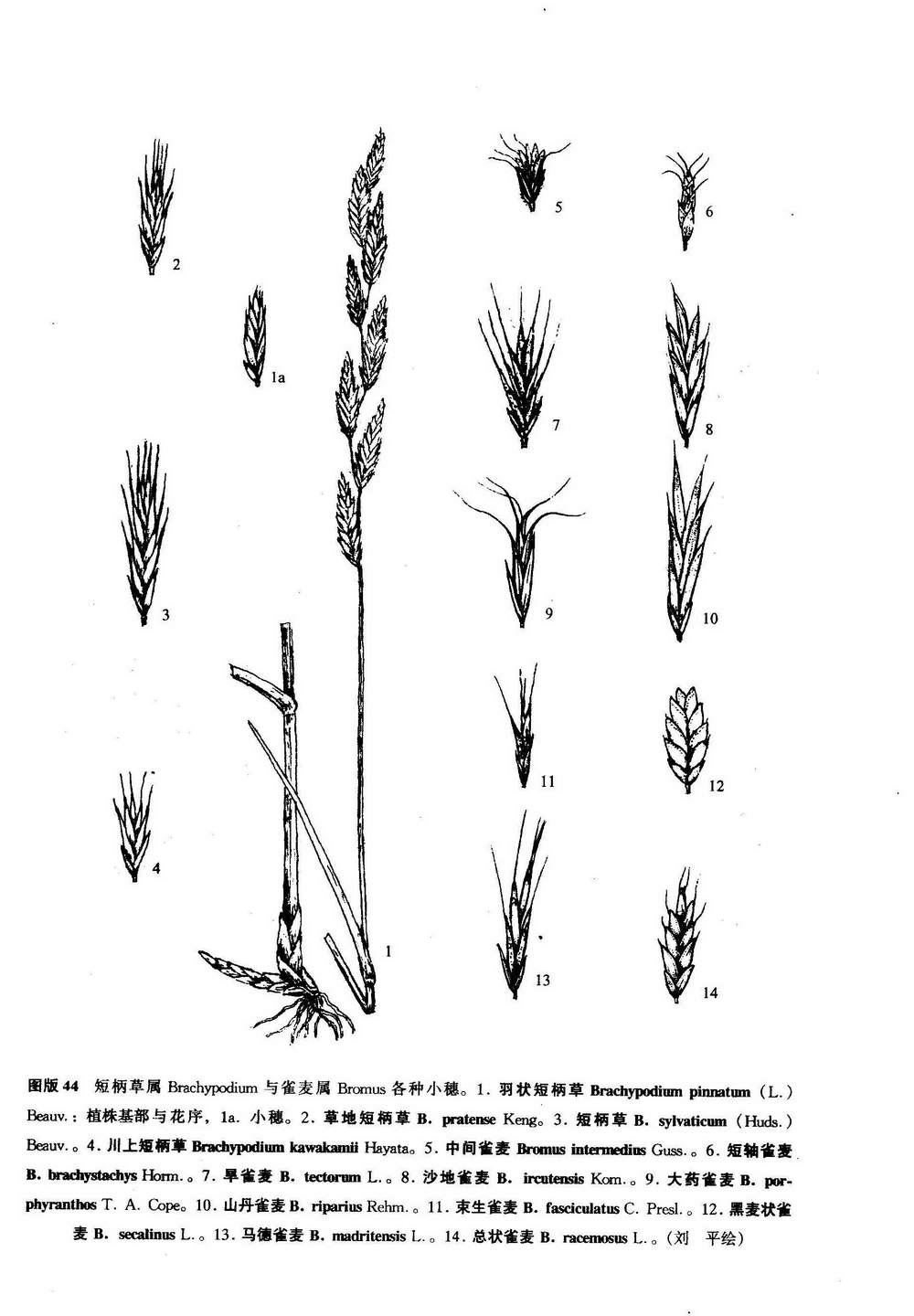 bromus porphyranthos