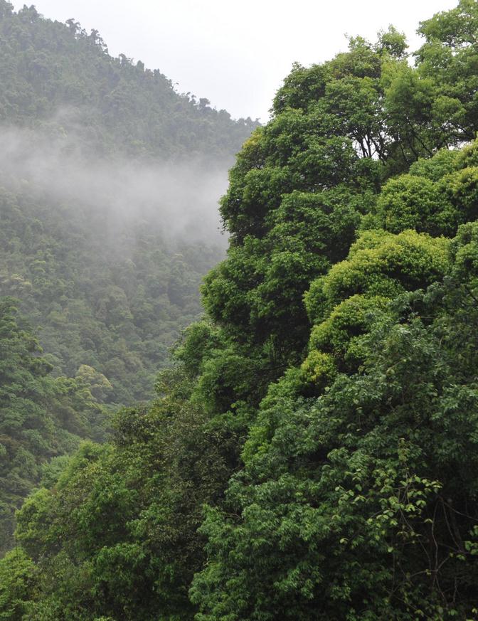 马头山林场