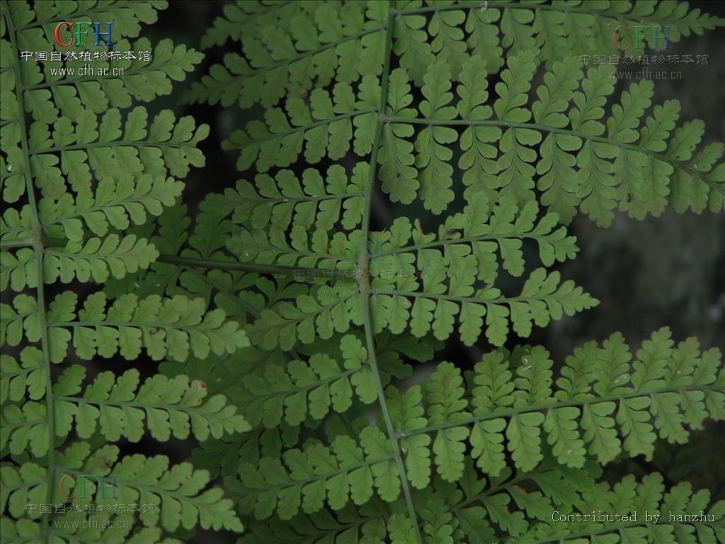  p>鱼鳞蕨植株高常1m以上.