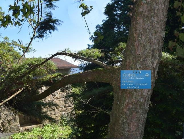 长白落叶松无性系n-184