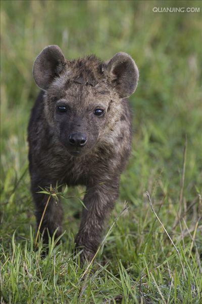  p>斑鬣狗(学名: i>crocuta crocuta /i>):又名斑点鬣狗,体长约95-160