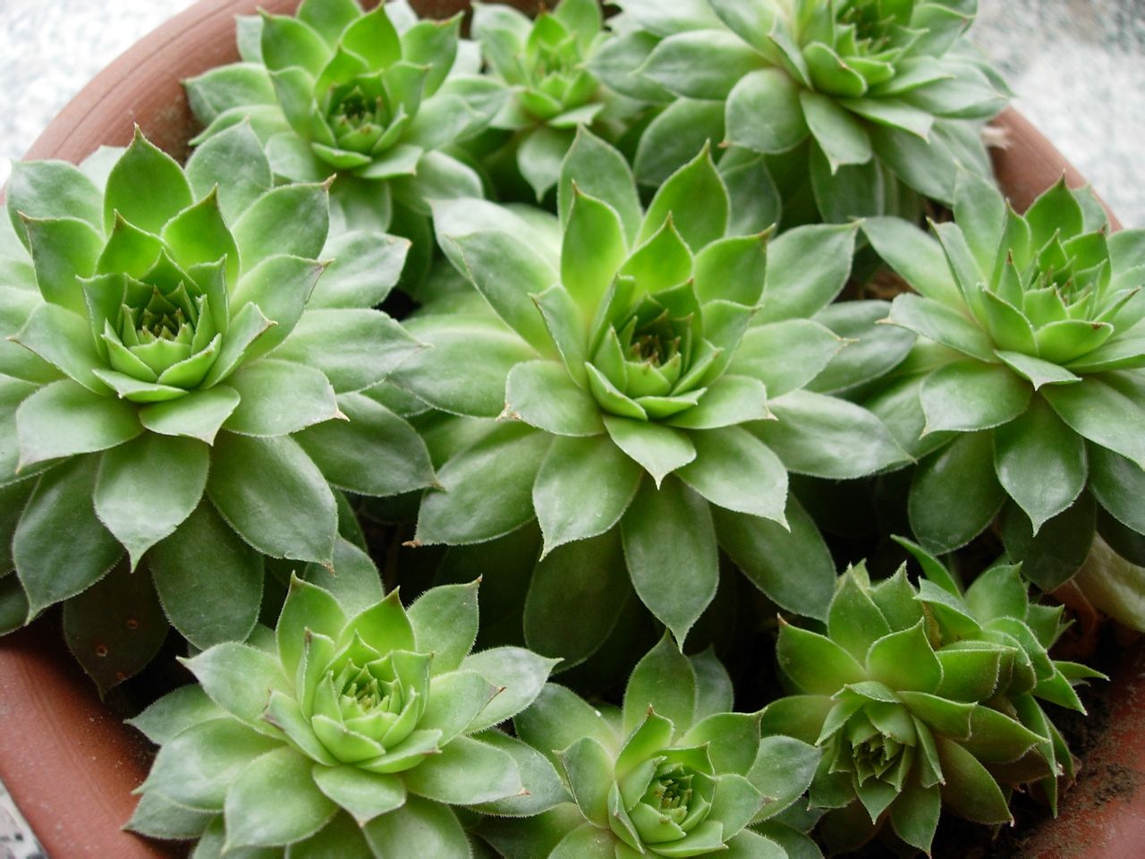 佛座莲是一种以观叶为主的小型 a target="_blank" href="/item/多肉