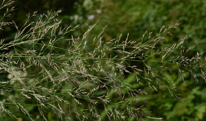  p>野青茅属, a href="#" data-lemmaid="2458872">禾本科 /a>,约100