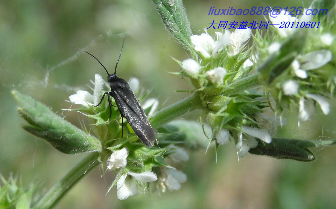 macrosiphum rosirvorum zhang