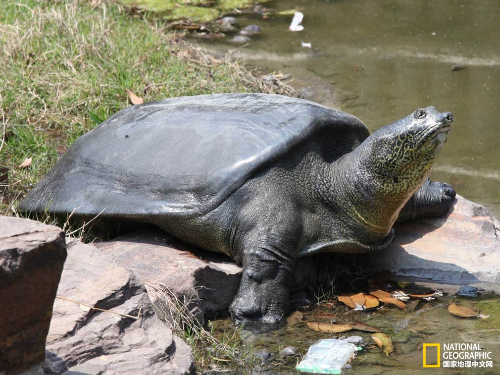  p>斑鳖(学名: i>rafetus swinhoei /i>):又名 a target="_blank"