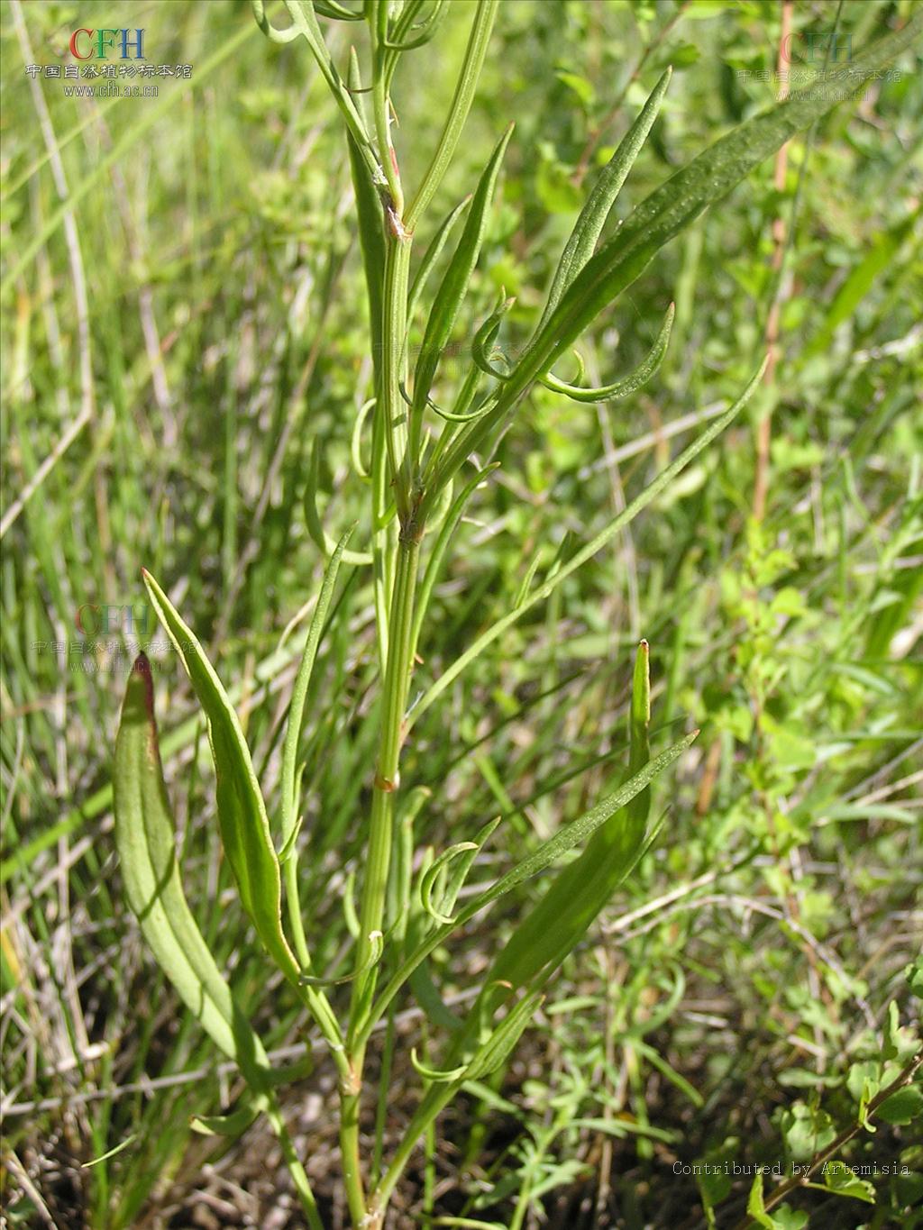  p>小酸模(学名:rumex acetosella), a href="#" data-lemmaid="
