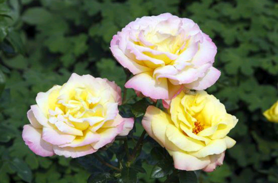  p>杂交茶香月季(hybrid tea)是一类由中国茶香月季和欧洲长青月季