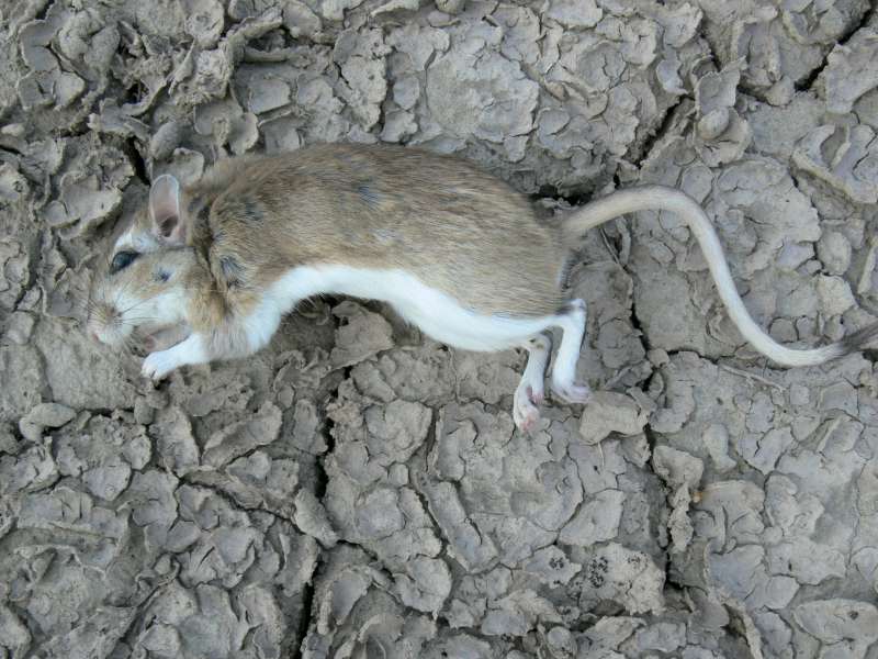 柽柳沙鼠北疆亚种