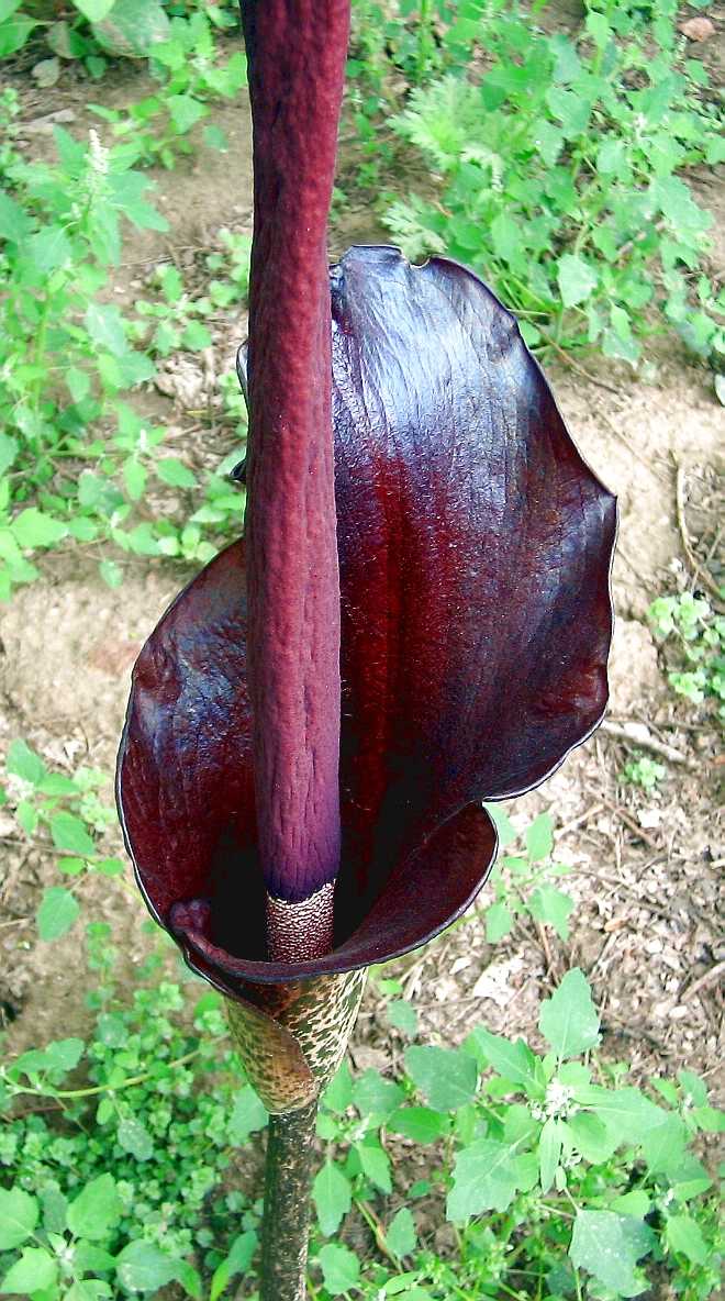 p>魔芋是天南星科(araceae)魔芋属(amorphopha llus blume)的总称
