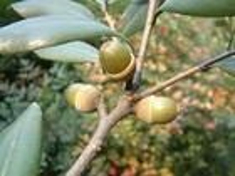  p>乔木,高达25米.幼枝被褐色柔毛,老时无毛.花期6-9月,果期冬季.