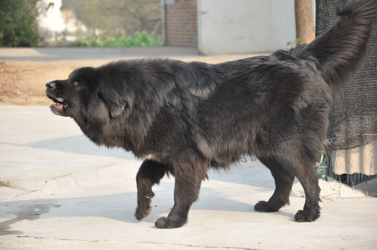  p>原生藏獒又称原生獒,一般泛指直接从青海,甘肃等牧区直接下来的