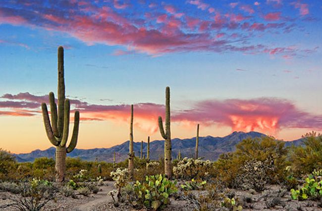  p>索诺拉沙漠(the sonoran desert),又译 a href="#">索诺兰沙漠 /a>
