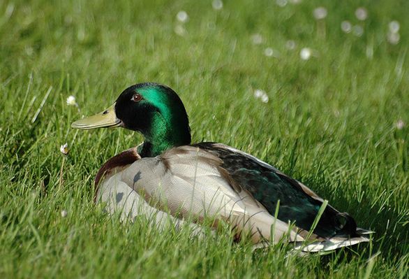 data-lemmaid="1117951">游禽 /a>,大型鸭类