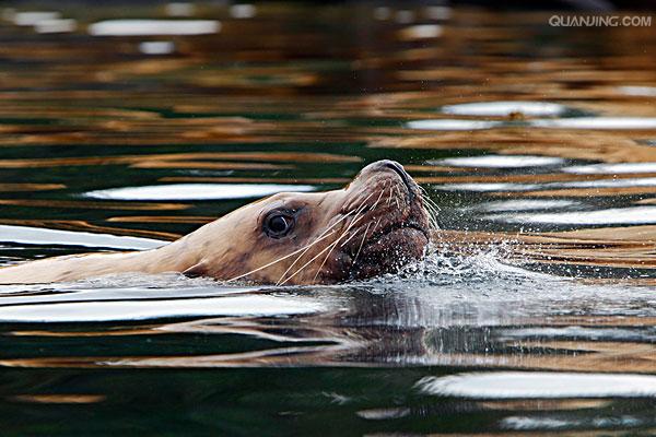  i>eumetopias jubatus  /i>),是海狮科,北海狮属动物