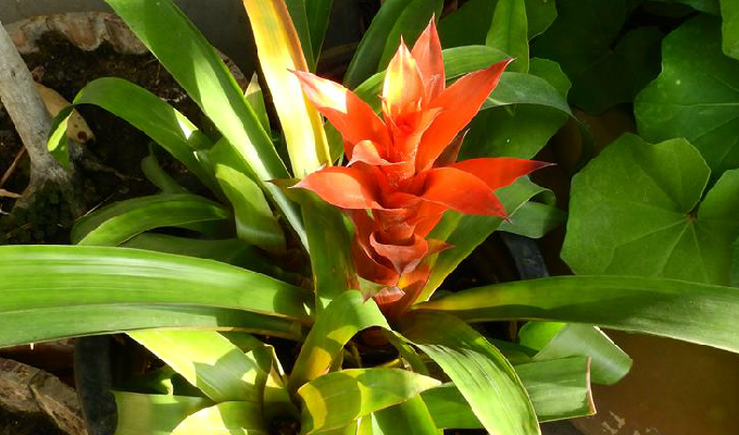  p>水塔花属,billbergia thunb.