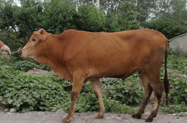  p>皖北黄牛以肉役兼用为主,该品种对当地自然生态因素适应性较强,耐