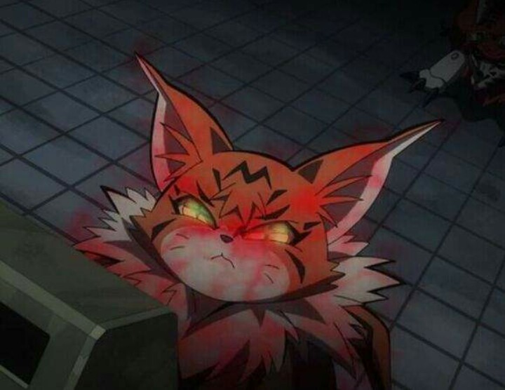 缅因猫兽