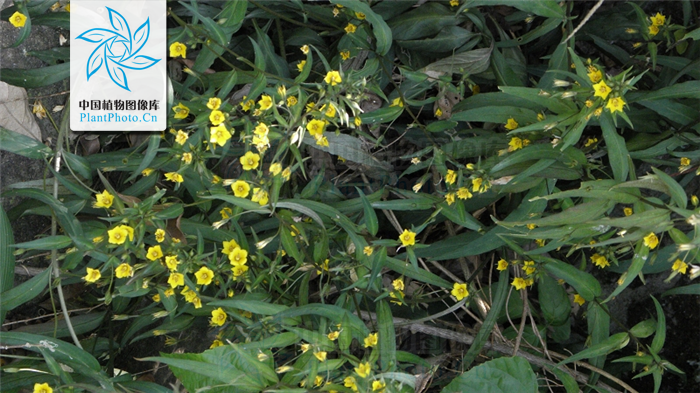  p>福建过路黄(学名: i>lysimachia fukienensis  /i>hand.-mazz.