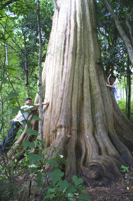  p>川黔紫薇(学名: i>lagerstroemia excelsa /i> (dode) chun)是
