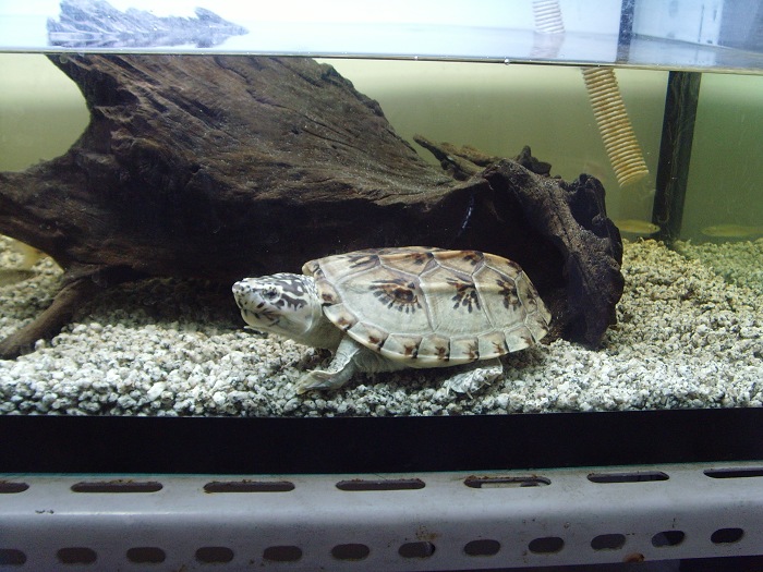  p>三弦巨型鹰嘴泥龟,俗称 a href="#" data-lemmaid="6694985">