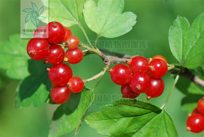  p>尖叶茶藨子(拉汉种子植物名称)北方茶藨,远东茶藨(中国树木志)