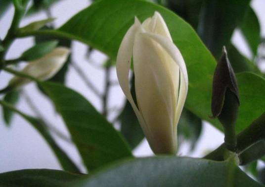 白兰花茶_百度百科