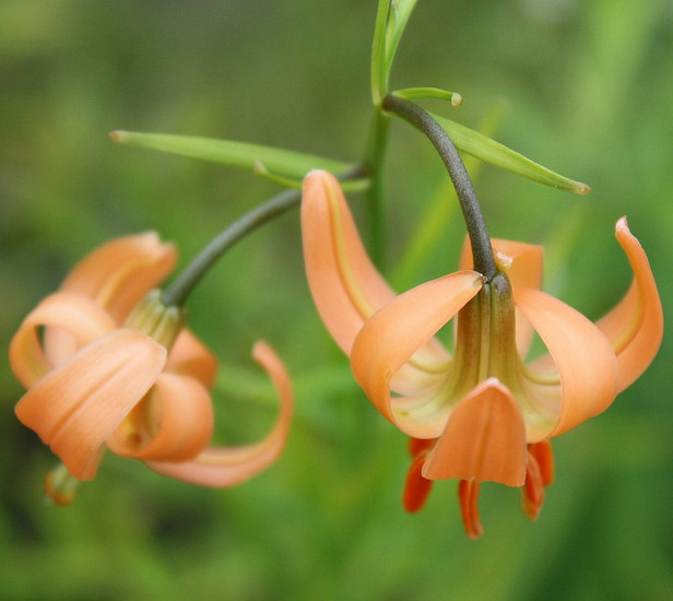 lilium callosum