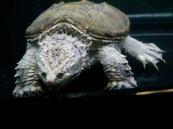  p>佛鳄是拟鳄龟属下的一个亚种,全称 a target="_blank" href="/item