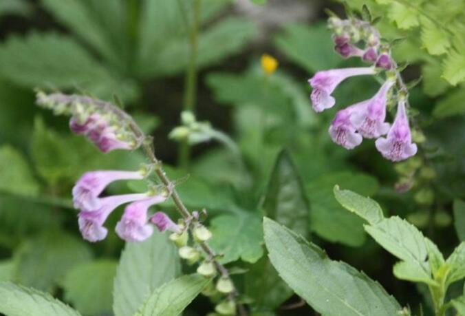  p>黑龙江京黄芩(scutellaria pekinensis maxim. var.