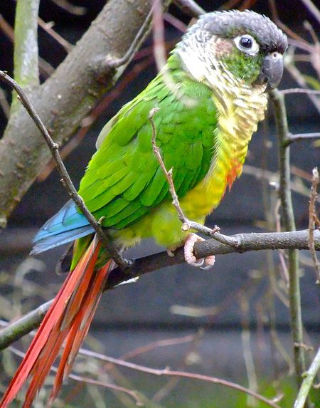 暗色锥尾鹦鹉