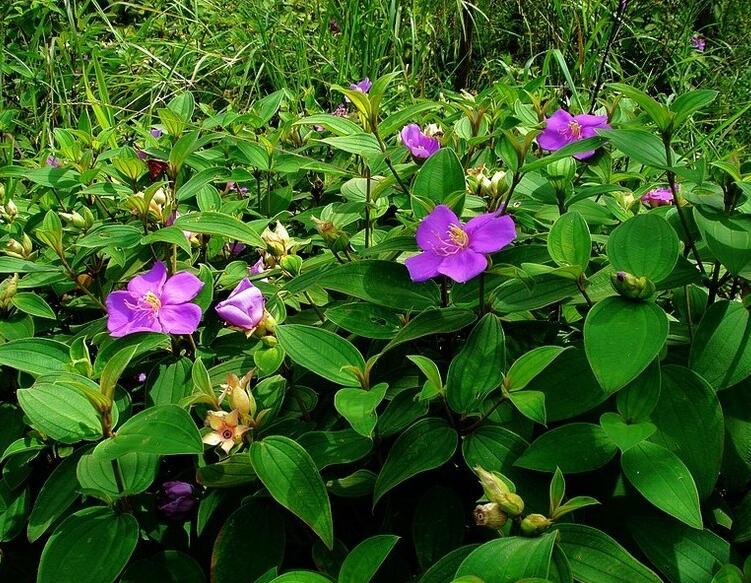 野牡丹(野牡丹花)