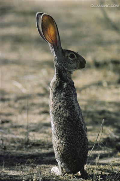  p>羚羊兔(学名: i>lepus alleni /i>)是兔科,兔属动物.