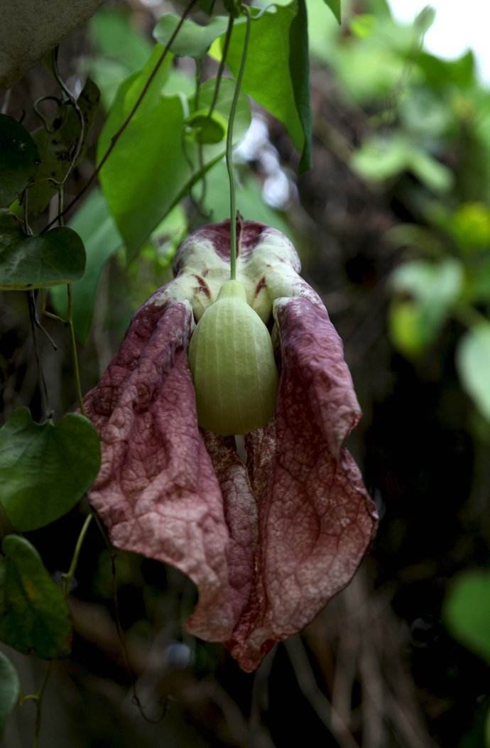  p>管花马兜铃(学名: i>aristolochia tubiflora /i> dunn)是马兜铃科