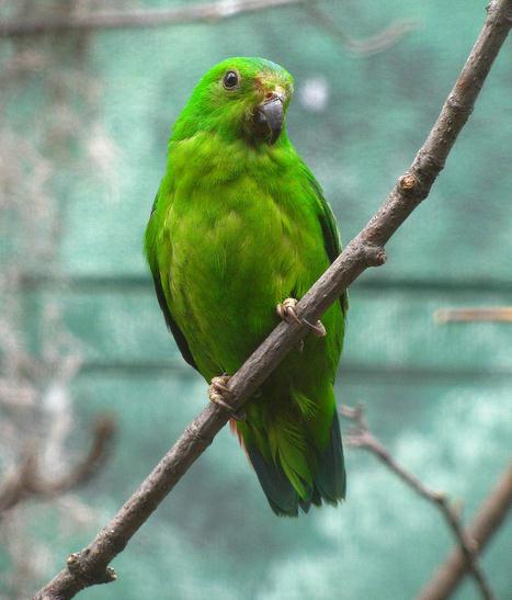  p>蓝冠短尾 a target="_blank" href="/item/鹦鹉/359436" data