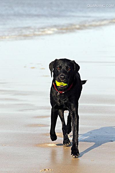 拉布拉多巡回猎犬