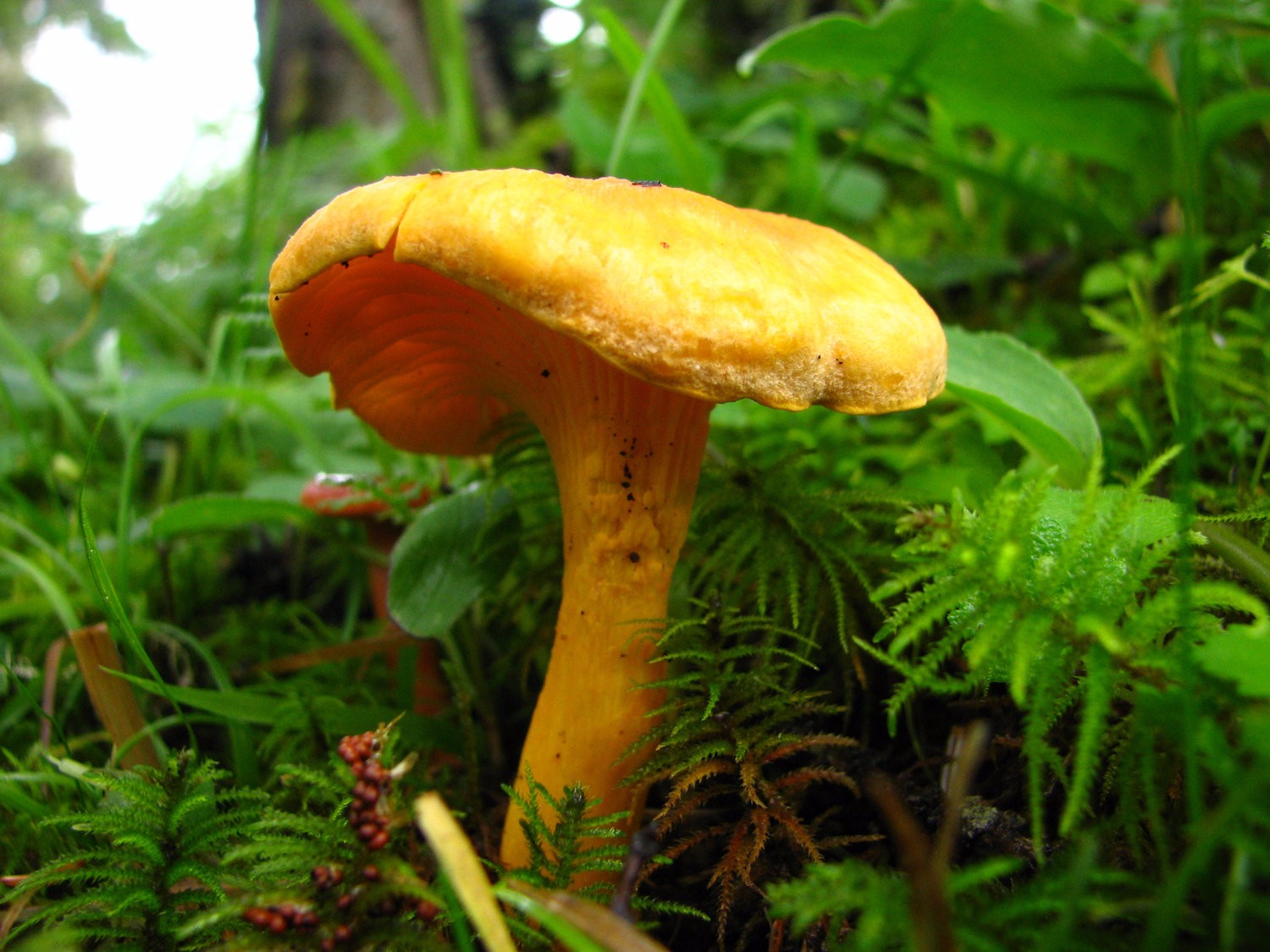  p>形态特征:子实体小,肉质,喇叭形,菌盖宽1-3cm,橙黄色,中部初扁平