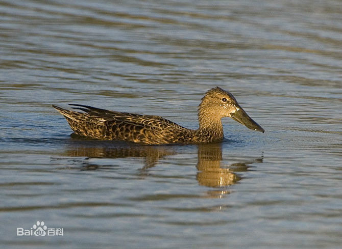 australasian shoveler