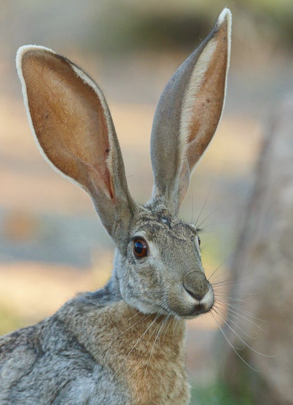  p>羚羊兔(学名: i>lepus alleni /i>)是兔科,兔属动物.